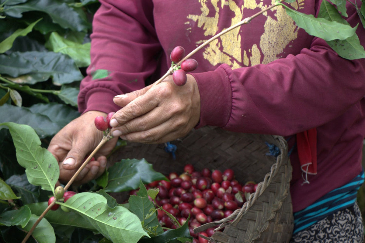 Sourcing Indonesian Coffee: A Strategic Guide for Asian Coffee Buyers
