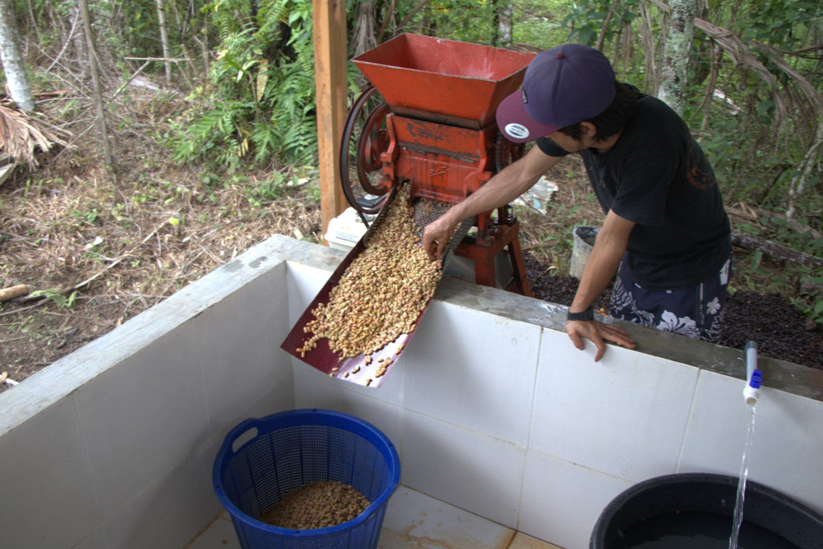 Sumatra Coffee Harvest Calendar: When to Source and Why Scale Isn’t the Whole Story